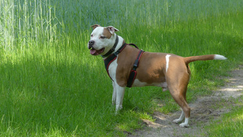 Dog looking away on field