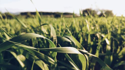Close-up of crops growing on field