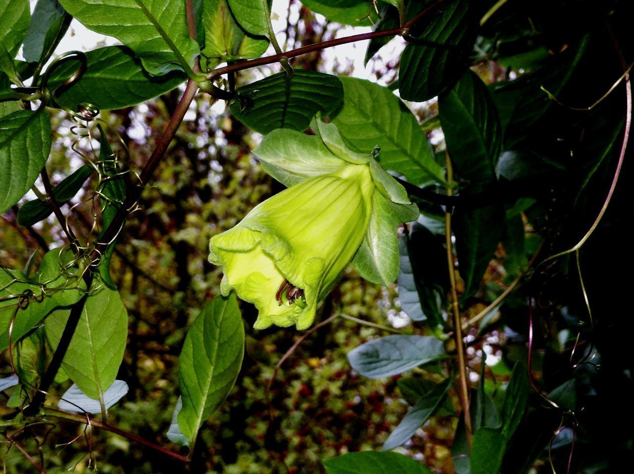 CLOSE-UP OF FLOWERING PLANT LEAVES