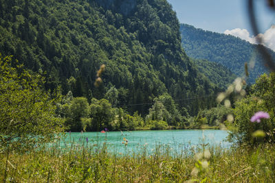 Scenic view of lake in forest