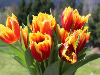 Close-up of orange flowers