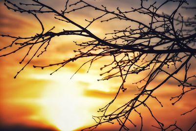 Low angle view of silhouette tree against sunset sky