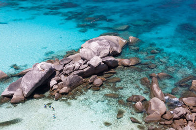 High angle view of turtle swimming in sea