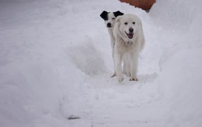 Dog in a snow