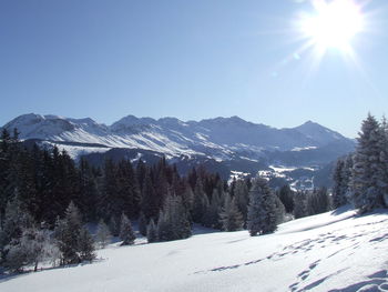 Trees on snow covered field against clear sky during sunny day