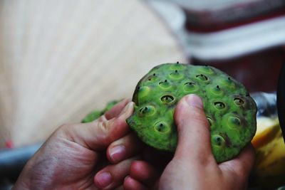 Close-up of person holding leaf