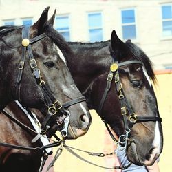 Close-up of horses