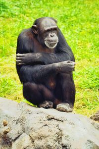 Portrait of monkey sitting on grass