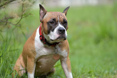 Portrait of dog on field