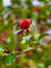 Close-up of rose plant