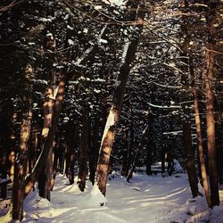 Trees in forest during winter