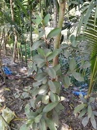 High angle view of tree growing in field