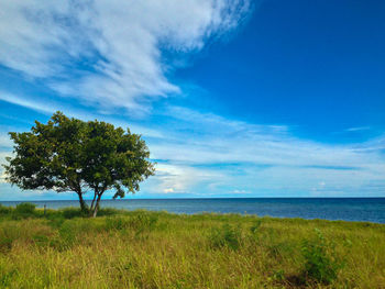 Tree on field by sea against blue sky