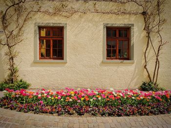 Flowers blooming by window