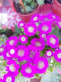 High angle view of purple flowering plant