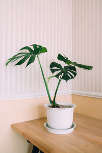 Potted plant on table against wall at home
