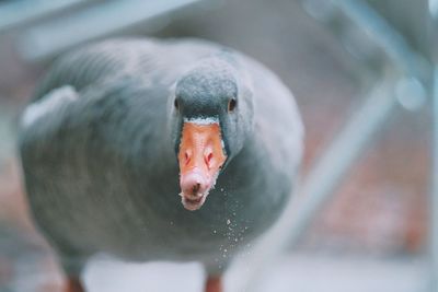 Close-up portrait of bird