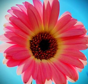 Close-up of fresh red flower