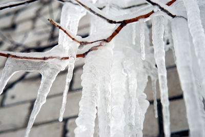 Close-up of icicles hanging on branch