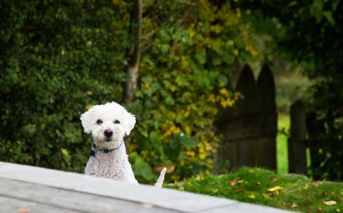Close-up portrait of dog against trees