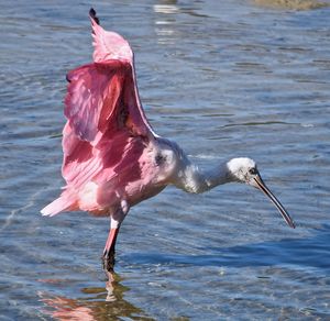 Close-up of roseate spoonbill in lake