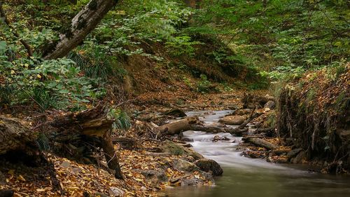 River flowing through rocks in forest