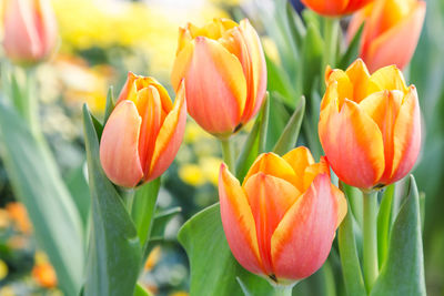 Close-up of red tulip