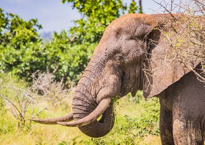 Close-up of elephant on land