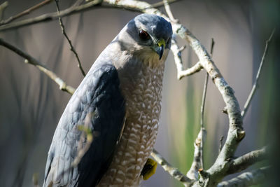 Close-up of owl perching on branch