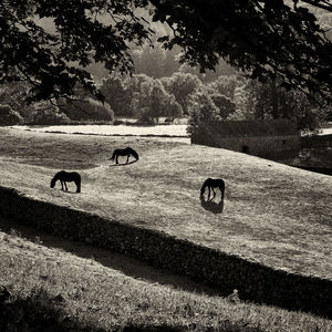 View of horse on tree