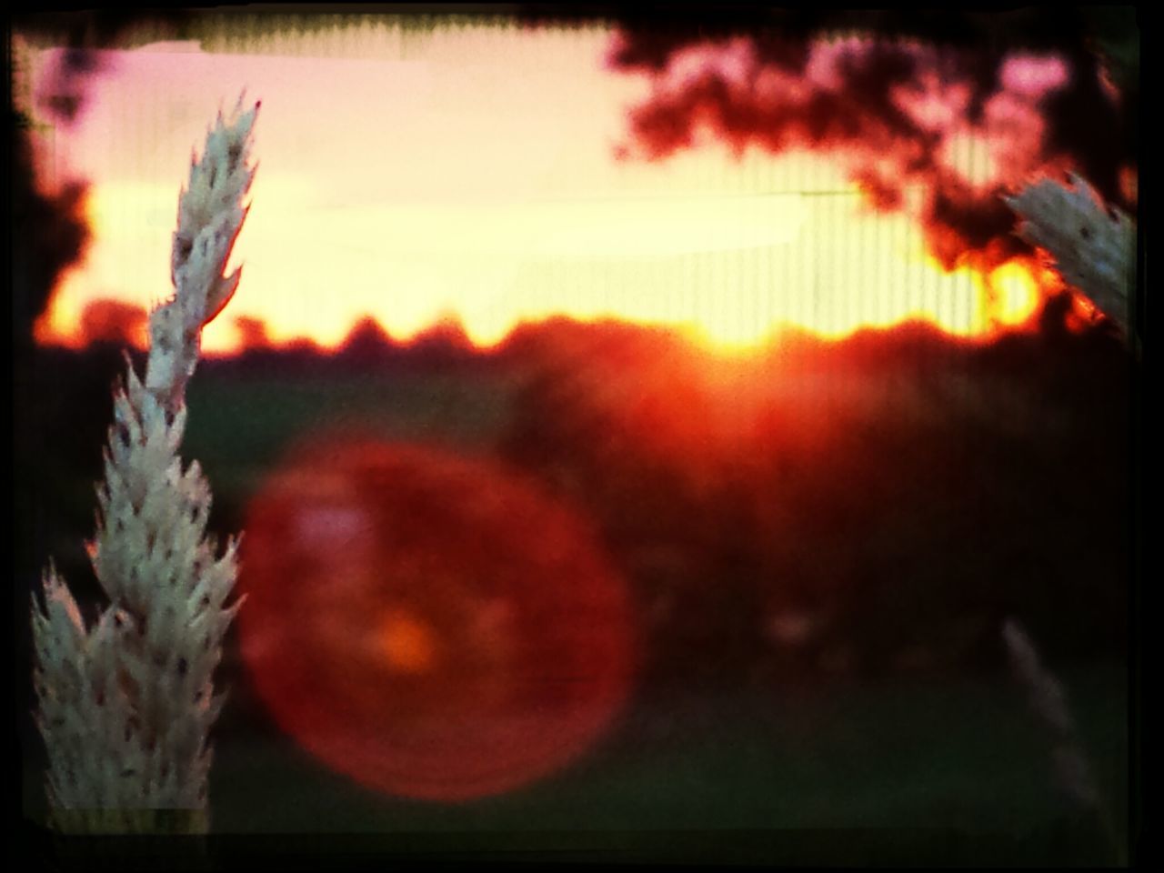 transfer print, sunset, auto post production filter, growth, flower, beauty in nature, plant, nature, focus on foreground, orange color, sky, freshness, sun, close-up, stem, fragility, tranquility, sunlight, outdoors, no people