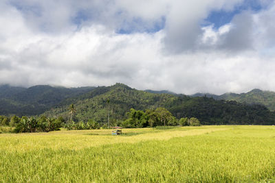 Scenic view of rice field against sky