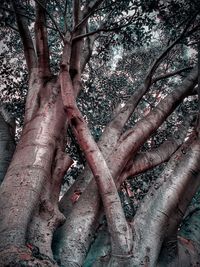 Close-up of tree trunk