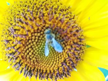 Close-up of insect on sunflower