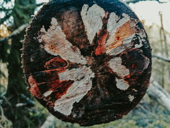 Close-up of butterfly on tree stump