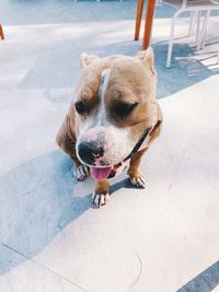 High angle view of a dog looking away