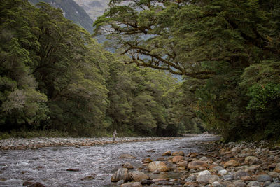 River flowing through rocks in forest