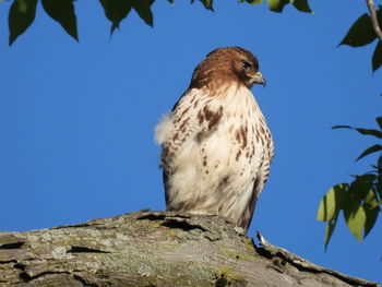 Red tailed hawk perched on a tree against clear blue sky