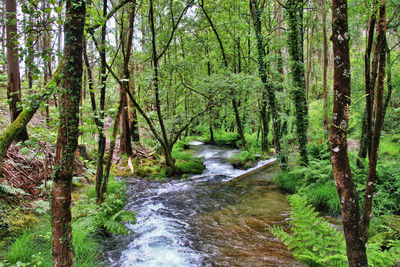 River flowing through forest