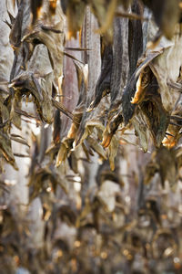 Close-up of dried leaves on plant