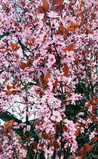 Close-up of pink cherry blossom