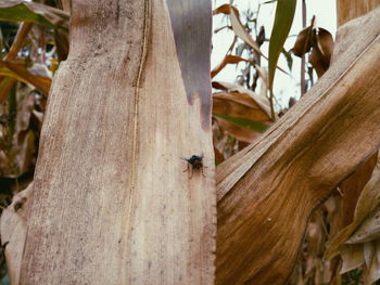 Close-up of ant on tree
