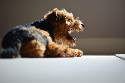 Welsh terrier puppy yawning while lying on floor