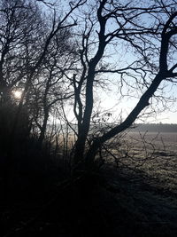 Silhouette bare tree in forest