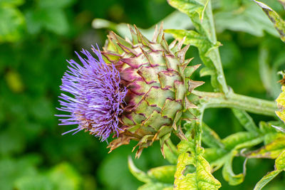 Close-up of thistle flower