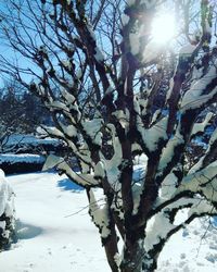 Close-up of tree against sky during winter