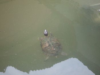 High angle view of ducks in lake