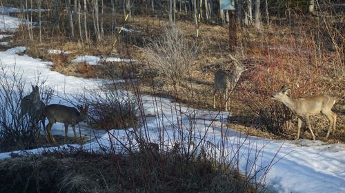 View of ducks on field during winter