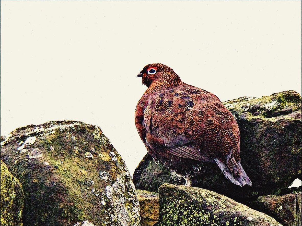 bird, animal themes, one animal, animals in the wild, side view, wildlife, zoology, perching, nature, beak, red, no people, non-urban scene, multi colored, tranquility, vibrant color, beauty in nature