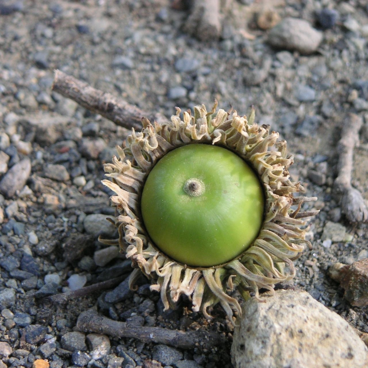 Japanese chestnut oak